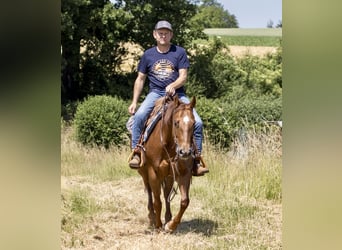 American Quarter Horse, Stute, 8 Jahre, 153 cm, Fuchs