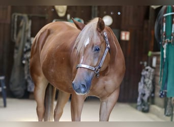American Quarter Horse, Stute, 8 Jahre, 154 cm, Fuchs