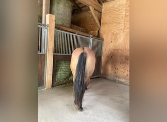 American Quarter Horse, Stute, 8 Jahre, 155 cm
