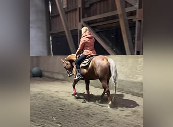 American Quarter Horse, Stute, 8 Jahre, 155 cm, Palomino