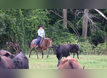 American Quarter Horse, Stute, 8 Jahre, 155 cm, Roan-Bay