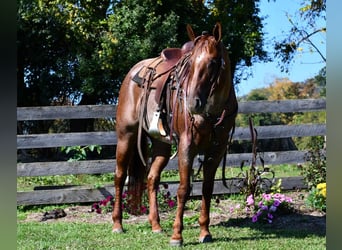 American Quarter Horse, Stute, 8 Jahre, 155 cm, Roan-Red
