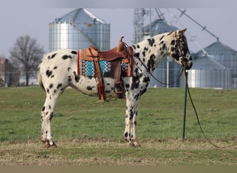 American Quarter Horse, Stute, 8 Jahre, 155 cm, Tigerschecke