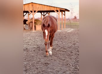 American Quarter Horse, Stute, 8 Jahre, 156 cm, Fuchs