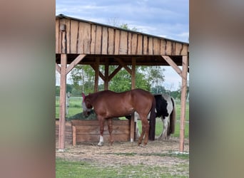 American Quarter Horse, Stute, 8 Jahre, 156 cm, Fuchs