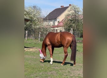 American Quarter Horse, Stute, 8 Jahre, 156 cm, Fuchs
