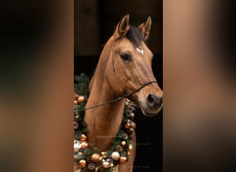 American Quarter Horse, Stute, 8 Jahre, 157 cm, Falbe