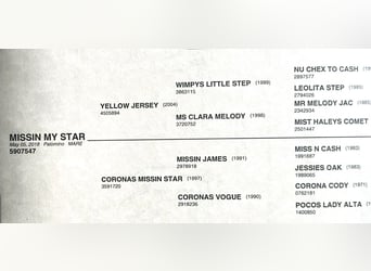 American Quarter Horse, Stute, 8 Jahre, 157 cm, Palomino