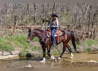 American Quarter Horse, Stute, 8 Jahre, 157 cm, Rotbrauner