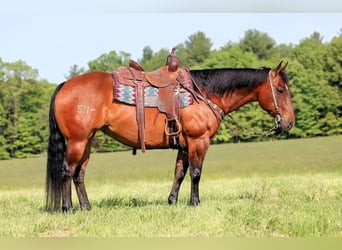 American Quarter Horse, Stute, 8 Jahre, 157 cm, Rotbrauner