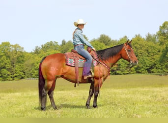 American Quarter Horse, Stute, 8 Jahre, 157 cm, Rotbrauner