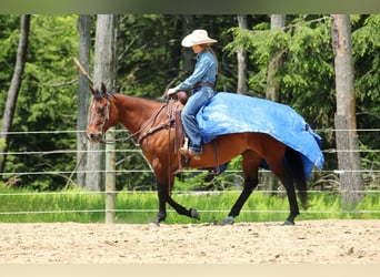 American Quarter Horse, Stute, 8 Jahre, 157 cm, Rotbrauner