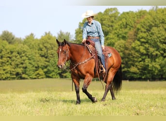 American Quarter Horse, Stute, 8 Jahre, 157 cm, Rotbrauner
