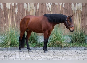 American Quarter Horse, Stute, 8 Jahre, 160 cm, Brauner