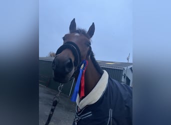 American Quarter Horse, Stute, 8 Jahre, 160 cm, Brauner