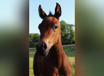 American Quarter Horse, Stute, 8 Jahre, 160 cm, Brauner
