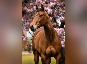 American Quarter Horse, Stute, 8 Jahre, 160 cm, Brauner