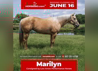 American Quarter Horse, Stute, 8 Jahre, 160 cm, Palomino
