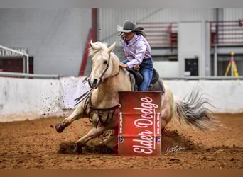 American Quarter Horse, Stute, 8 Jahre, 160 cm, Palomino