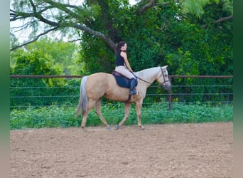American Quarter Horse, Stute, 8 Jahre, 160 cm, Palomino