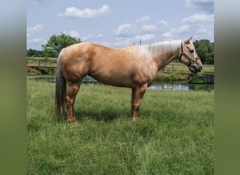 American Quarter Horse, Stute, 8 Jahre, 160 cm, Palomino