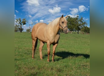 American Quarter Horse, Stute, 8 Jahre, 160 cm, Palomino