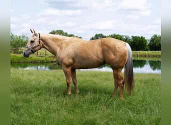 American Quarter Horse, Stute, 8 Jahre, 160 cm, Palomino