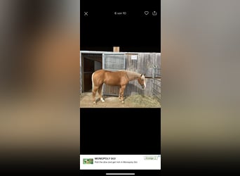 American Quarter Horse, Stute, 8 Jahre, 160 cm, Palomino