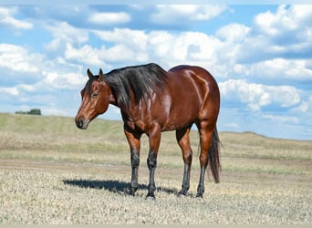 American Quarter Horse, Stute, 8 Jahre, 160 cm, Rotbrauner