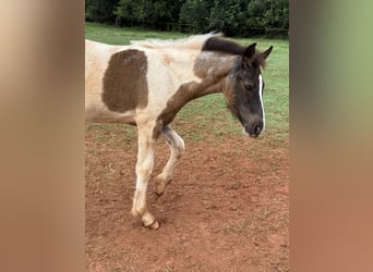 American Quarter Horse, Stute, 8 Jahre, 163 cm, Palomino