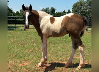 American Quarter Horse, Stute, 8 Jahre, 163 cm, Palomino