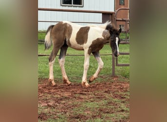 American Quarter Horse, Stute, 8 Jahre, 163 cm, Palomino