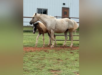 American Quarter Horse, Stute, 8 Jahre, 163 cm, Palomino