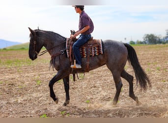 American Quarter Horse, Stute, 8 Jahre, 168 cm, Roan-Blue