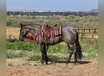 American Quarter Horse, Stute, 8 Jahre, 168 cm, Roan-Blue