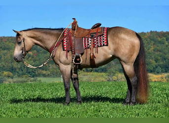 American Quarter Horse, Stute, 8 Jahre, Buckskin