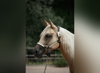 American Quarter Horse, Stute, 8 Jahre, Palomino