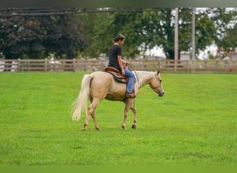 American Quarter Horse, Stute, 8 Jahre, Palomino
