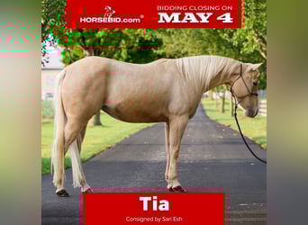 American Quarter Horse, Stute, 8 Jahre, Palomino