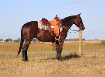 American Quarter Horse, Stute, 8 Jahre, Roan-Bay