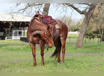 American Quarter Horse, Stute, 8 Jahre, Roan-Red