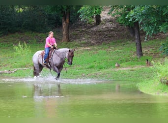 American Quarter Horse, Stute, 8 Jahre, Roan-Red