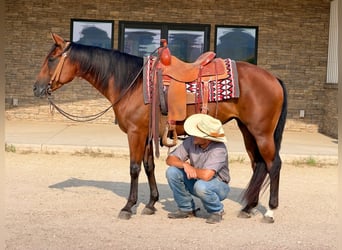 American Quarter Horse, Stute, 8 Jahre, Rotbrauner