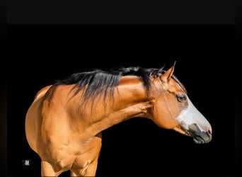 American Quarter Horse, Stute, 8 Jahre, Rotbrauner