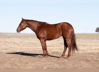 American Quarter Horse, Stute, 8 Jahre, Rotfuchs