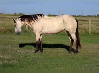 American Quarter Horse, Stute, 8 Jahre, Rotfuchs