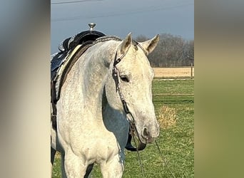 American Quarter Horse, Stute, 8 Jahre, Schimmel