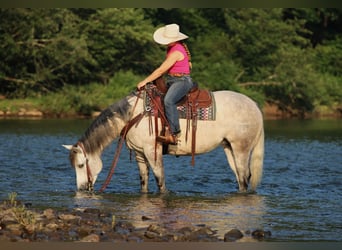 American Quarter Horse, Stute, 8 Jahre, Schimmel
