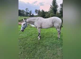 American Quarter Horse, Stute, 8 Jahre, Schimmel