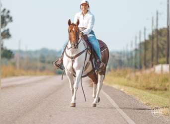 American Quarter Horse, Stute, 8 Jahre, Tobiano-alle-Farben